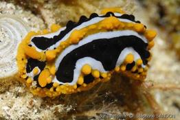 phyllidia_undula-ss2