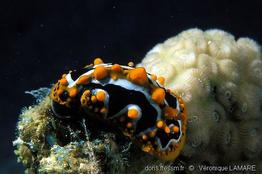 phyllidia_undula-vl1