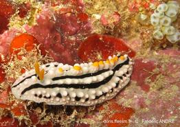 phyllidia_alyta-fa3-062