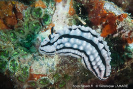 phyllidiella_zeylanica-vl3