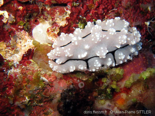 phyllidiopsis_krempfi-aps100
