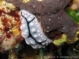 phyllidiopsis_shireenae-aps101