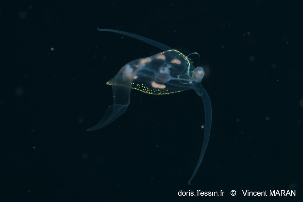 Phylliroe bucephala_vima_02