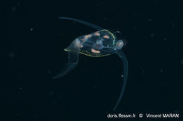 Phylliroe bucephala_vima_02