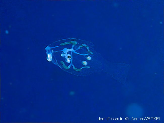 Nudibranche feuille