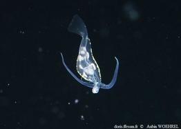 Phylliroe_bucephala_auwo_01