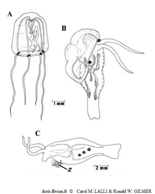 Phylliroe_bucephala_cmlrwg_01