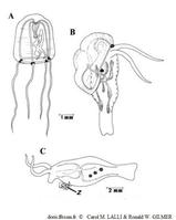 Phylliroe_bucephala_cmlrwg_01