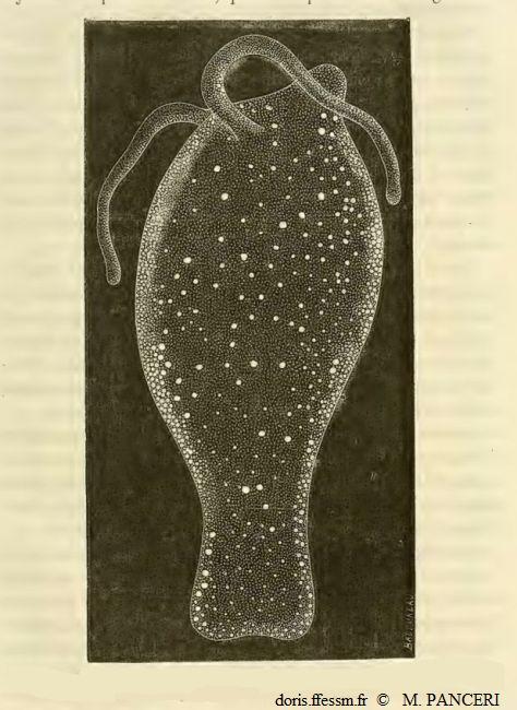 Phylliroe_bucephala_mpa_01