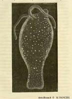 Phylliroe_bucephala_mpa_01