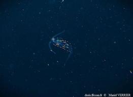 Phylliroe_bucephala_muve_01
