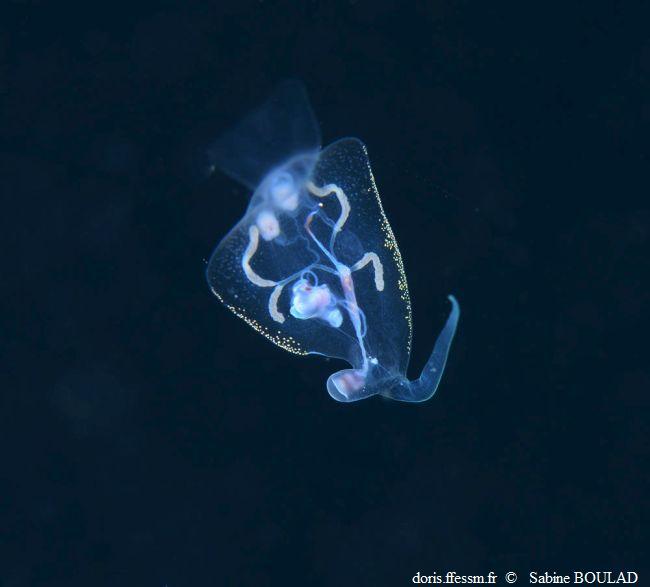 Phylliroe_bucephala_sabo_01