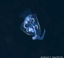 Phylliroe_bucephala_sabo_01