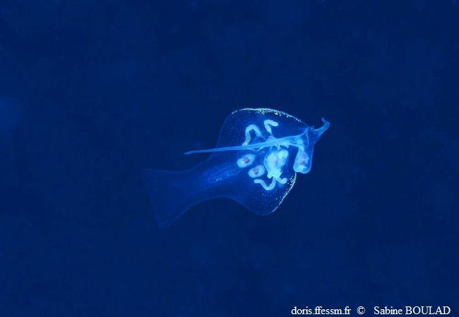 Phylliroe_bucephala_sabo_02