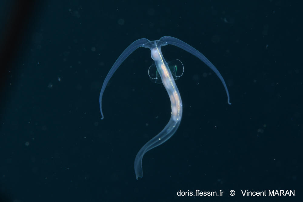 Phylliroe_bucephala_vima_01