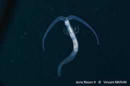 Phylliroe_bucephala_vima_01