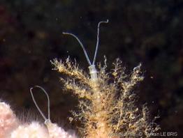 phyllochaetopterus_sp-slb2