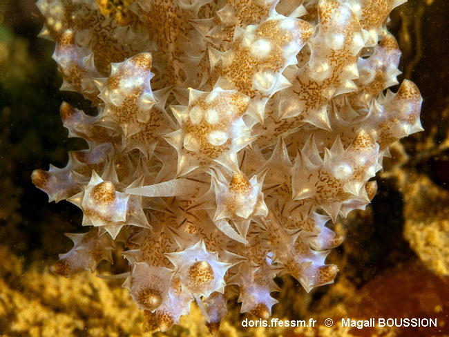 Phyllodesmium_koehleri-mabo25