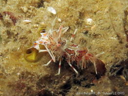 phyllognathia_ceratophthalma-slb1