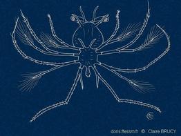 phyllosome_glossaire-cBrucy01
