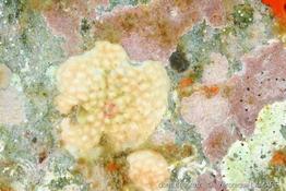 phymatolithon_lenormandii-vl2