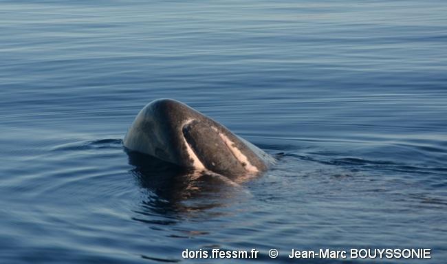 physeter_macrocephalus-jmb14