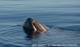 physeter_macrocephalus-jmb14