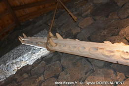 physeter_macrocephalus-sddl17