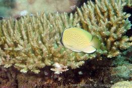 chaetodon_citrinellus-vl1