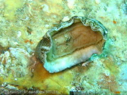 chiton_olivaceus-aps1