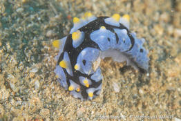 phyllidia_picta_vl3
