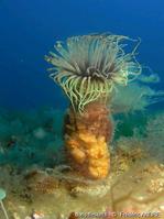 cerianthus_membranaceus-fa2c