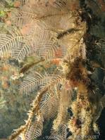 sertularella_diaphana_ap4