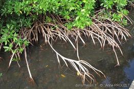 rhizophora_mangle_ap3
