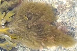 Pilayella_littoralis_mt_01