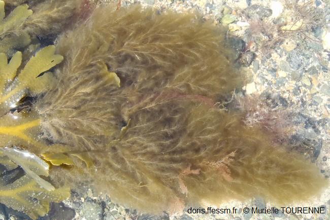 Pilayella_littoralis_mt_01