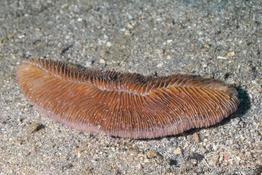 herpolitha_limax-vl5
