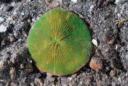 cycloseris_tenuis-vl1