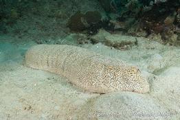 holothuria_fuscopunctata-vl2