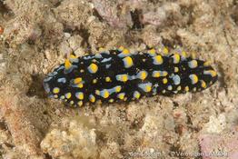 phyllidia_carlsonhoffi-vl3