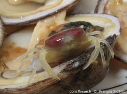 pinnotheres_pectunculi-frsi-img_01