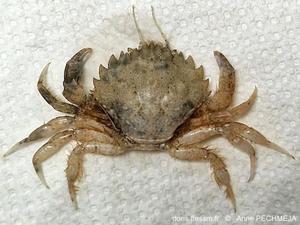 Pirimela_denticulata-anpe-forum87693