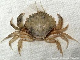 Pirimela_denticulata-anpe-forum87693