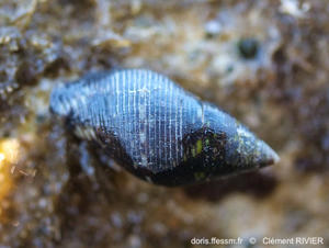 Pisania_striata-clri-87714