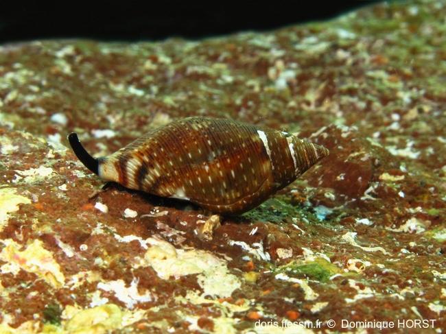 pisania_striata-doho-img_61769
