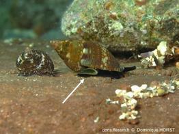 pisania_striata-doho-img_61770