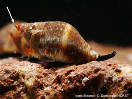 pisania_striata-doho-img_61772