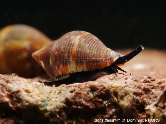 pisania_striata-doho-img_61773