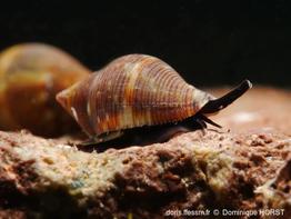 pisania_striata-doho-img_61773
