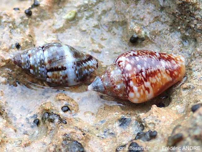 Pisania_striata-fran56
